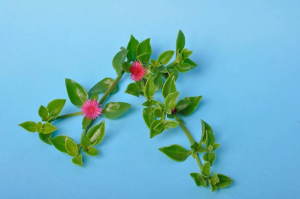 Green Succulent Leaves Small Pink Flowers Iceplant — Stockfoto