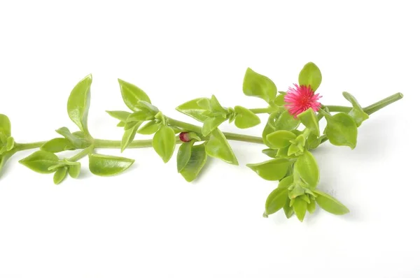Hojas Verdes Suculentas Pequeñas Flores Rosadas Planta Hielo —  Fotos de Stock