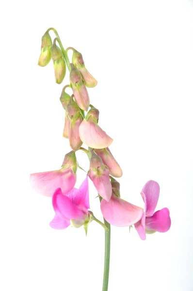 Sweet Peas White Background — Photo