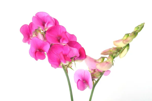 Sweet Peas White Background — Photo