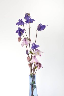 Beyaz arkaplanda sütunlar