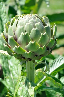 Brittany 'de bir bahçede enginar