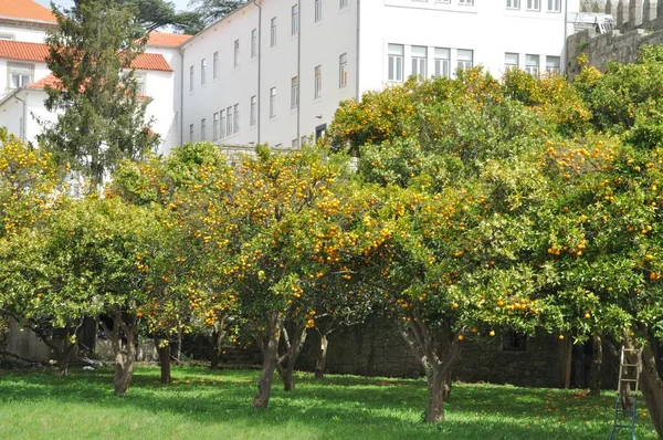 Verger Orangers Porto — Photo