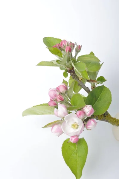 Pommes Fleurit Sur Fond Blanc — Photo