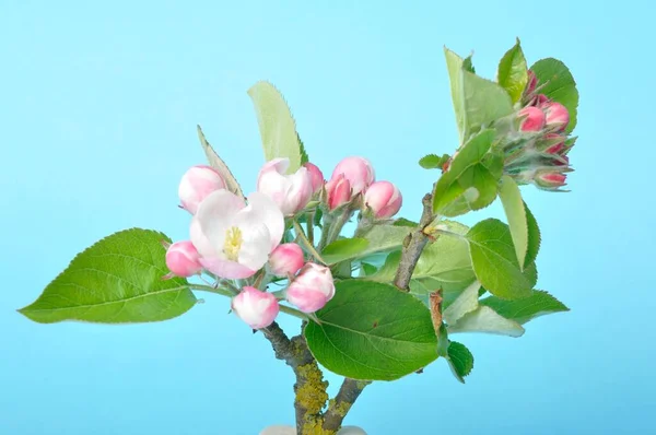 青い背景にりんごの花 — ストック写真