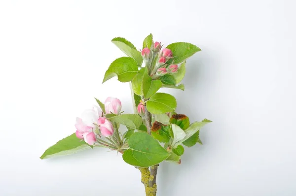 Apple Blossoms White Background — Stock Photo, Image