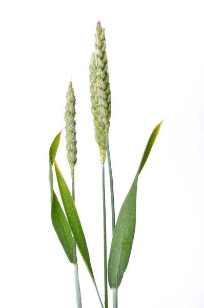 Wheat Ears Bloom White Background — Stock Photo, Image