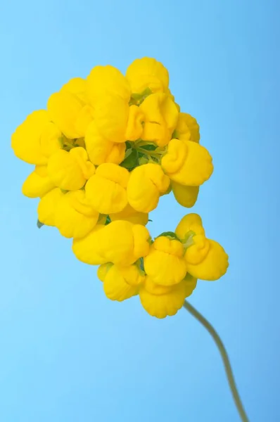 Calceolaria Flowers Blue Background — Fotografia de Stock