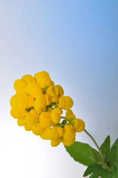 Цветки Кальцеоларии Белом Фоне — стоковое фото