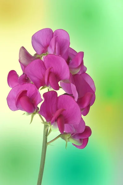 Sweet Peas Colored Background — Photo