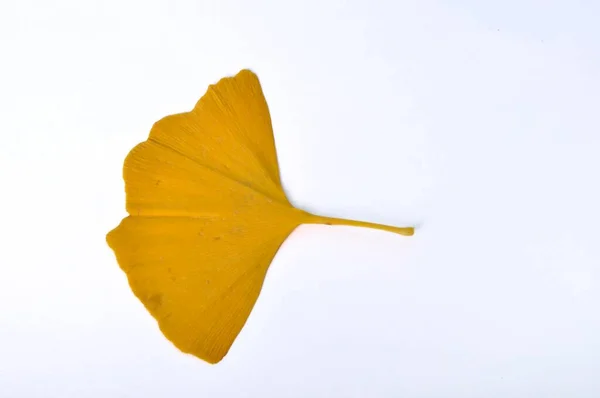 白地にイチョウの葉 — ストック写真