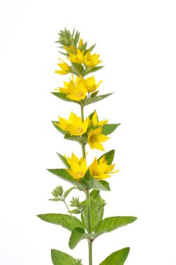 Lysimachus beyaz arkaplanlı stüdyo çekimlerinde