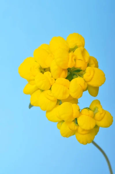 Calceolaria Flowers Blue Background — Foto Stock