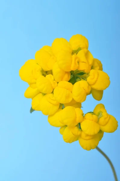 Calceolaria Fiori Sfondo Blu — Foto Stock