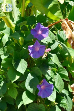 morning glory in a garden