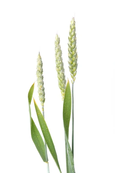 Wheat Ears Bloom White Background — Stock Photo, Image