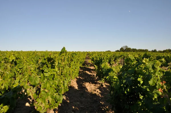 Nantes Vineyard Maisdon Sur Sevre — Fotografia de Stock