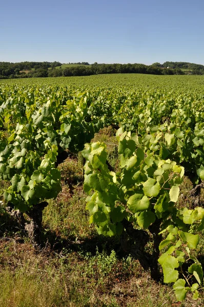 Nantes Vineyard Saint Fiacre — Stok fotoğraf