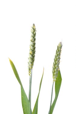 Beyaz arka planda çiçek açan buğday kulakları