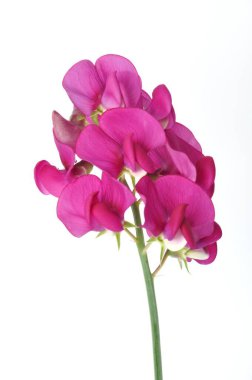 Beyaz arkaplanda tatlı bezelyeler