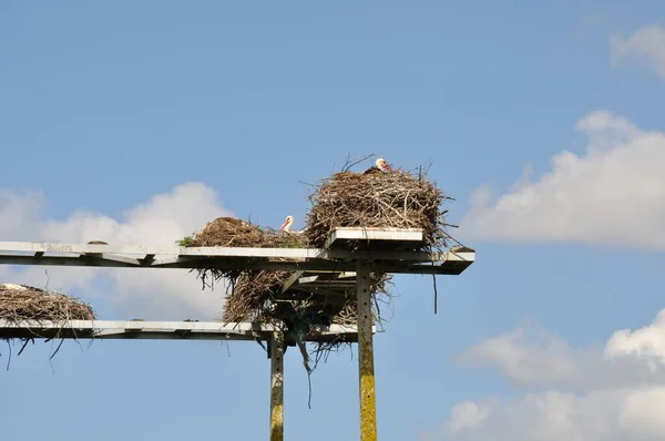Avairo Stork Nest Portugal — Stock Photo, Image