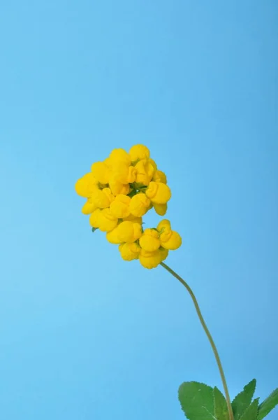 Calceolaria Flowers Blue Background — Zdjęcie stockowe