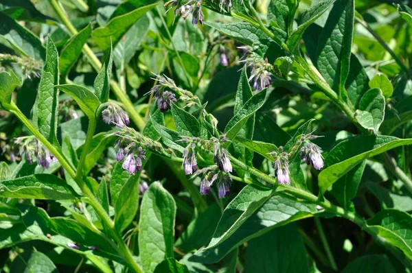 Blooming Comfrey Garden — Stock Photo, Image