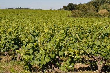 The Nantes vineyard at Saint-Fiacre