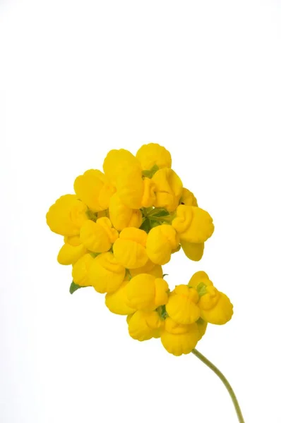 Квіти Кальцеолярії Білому Тлі — стокове фото