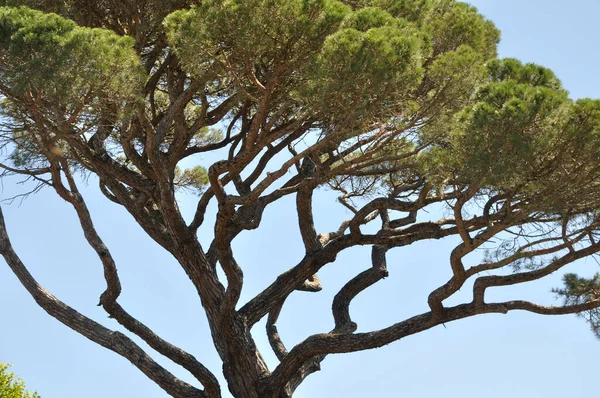 Pine Branches Blue Sky — Foto de Stock