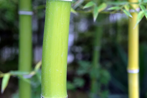 Bambuslund – stockfoto