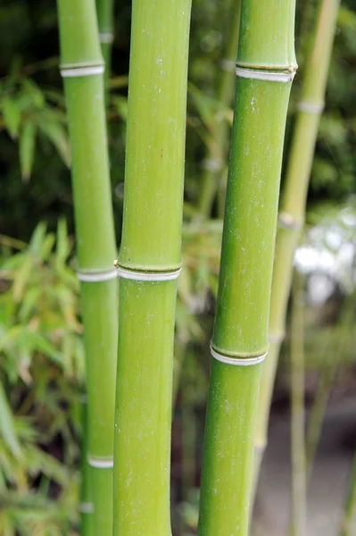 Bamboo grove — Stock Photo, Image