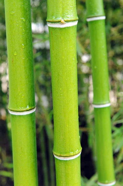 Bambushain — Stockfoto