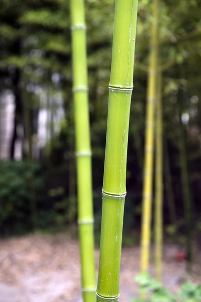 Bosque de bambú — Foto de Stock