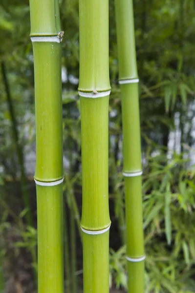 Bamboo grove — Stock Photo, Image