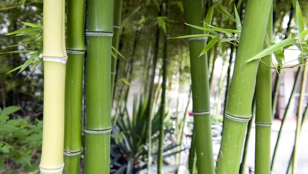 Bamboo grove — Stock Photo, Image
