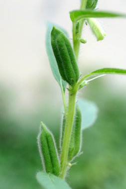 Susam bitkiler portre