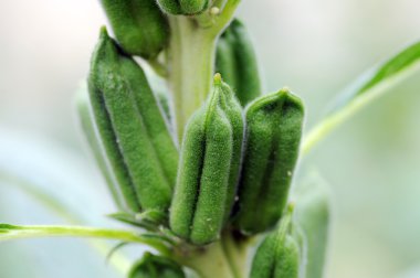 Susam bitkiler portre