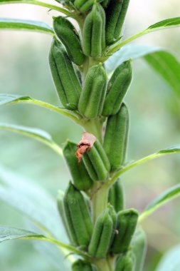 Susam bitkiler portre