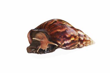 Salyangoz beyaz üzerine izole