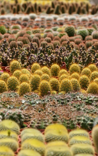 Cactus o cactus — Foto de Stock