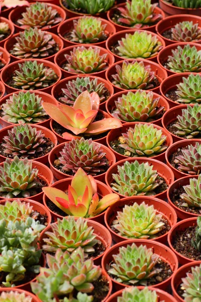 Cactus or cacti — Stock Photo, Image