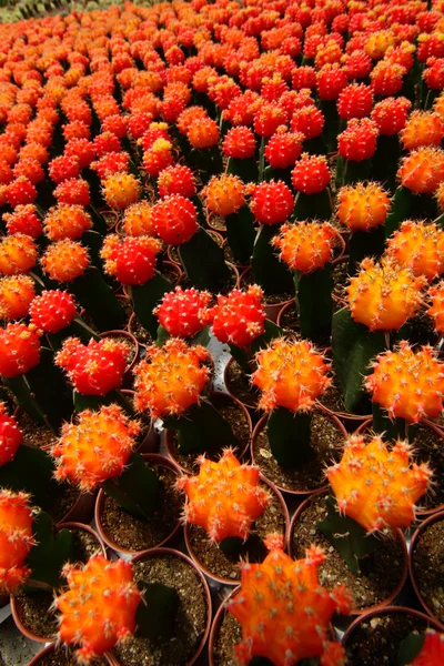 Kaktus lub kaktusów — Zdjęcie stockowe
