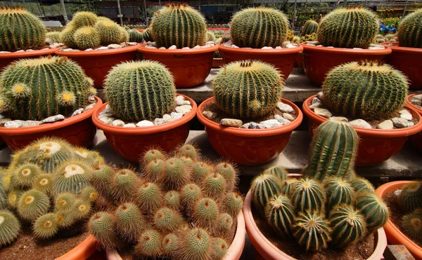 Kaktus eller kaktusar — Stockfoto