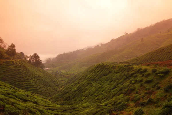 Coucher de soleil sur une plantation de thé — Photo