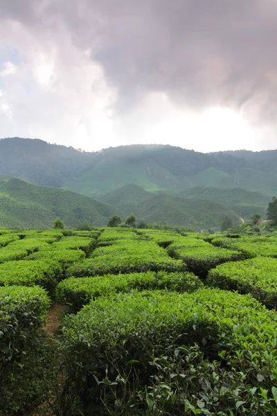 Tea ültetvény Jogdíjmentes Stock Képek