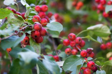 kırmızı cüce elma dalı