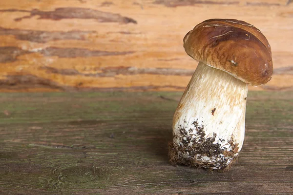 Borovik mushroom in wood wall — Stock Photo, Image