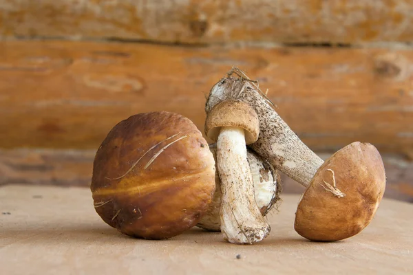 Three forest mushrooms in a wooden wall — Stock Photo, Image