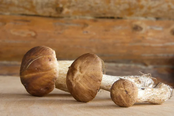 Trois champignons forestiers dans un mur de bois — Photo